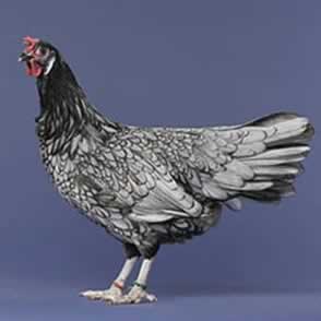 Blue Andalusian