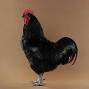 Black Jersey Giant