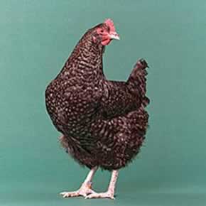 Marans