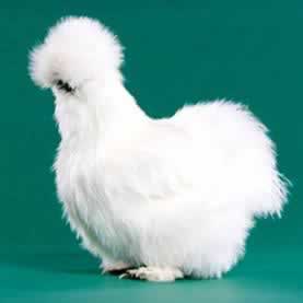 Silkie Chicken