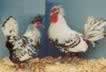 http://www.quakerfarm.com/quakerpoultry.html