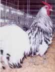 Silver Spangled Hamburg Rooster