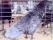 Blue Sumatra Hen